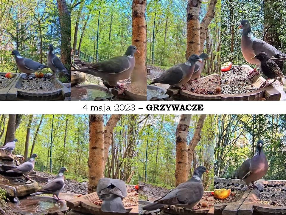livebirdspoland_28a06c6804a7ab5792f0a326b6821c90.jpg