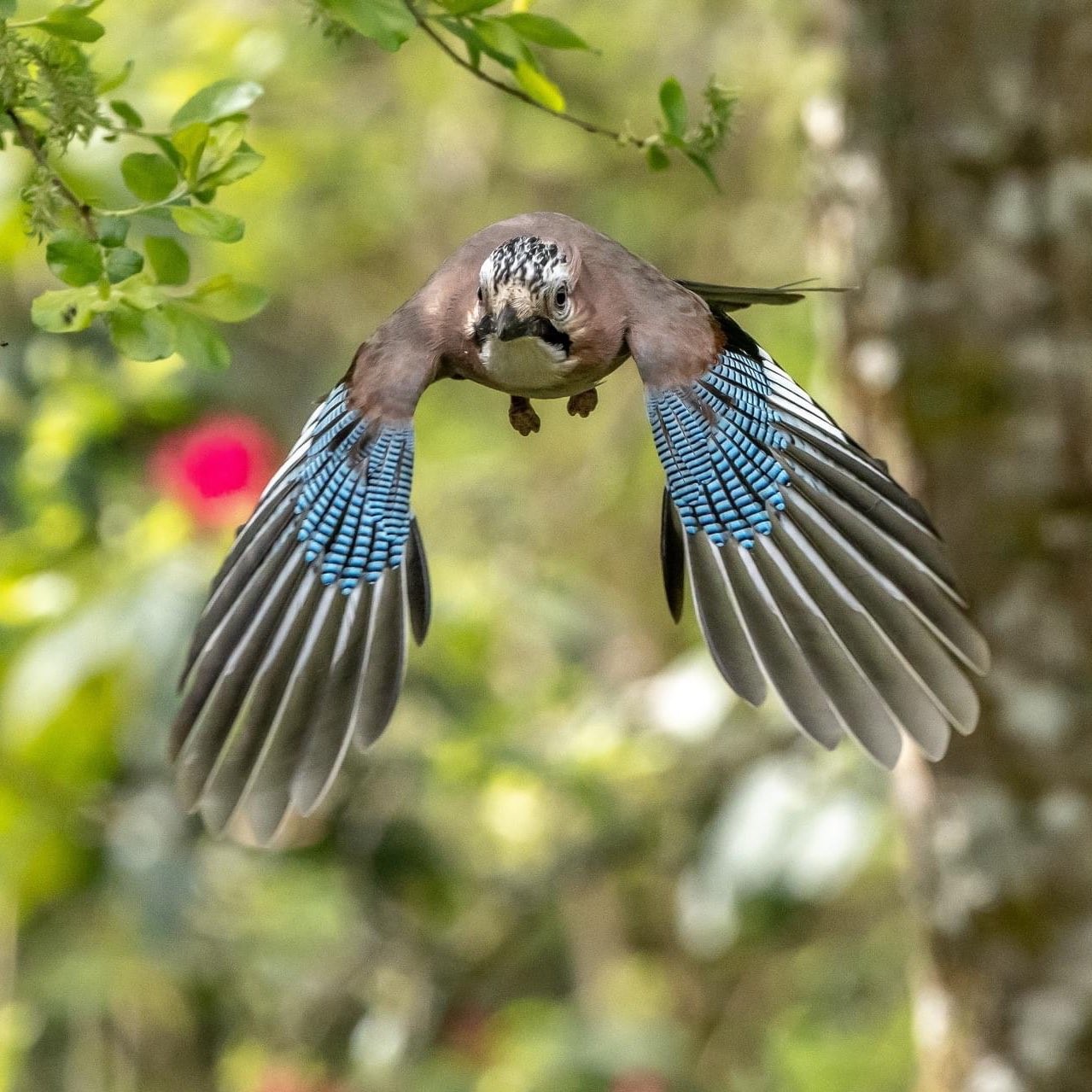 livebirdspoland_7637793bf8d930f3be51501db316c702.jpg