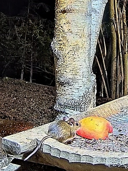 livebirdspoland_581bb2cda5061185bfa22c33ec9036fc.jpg