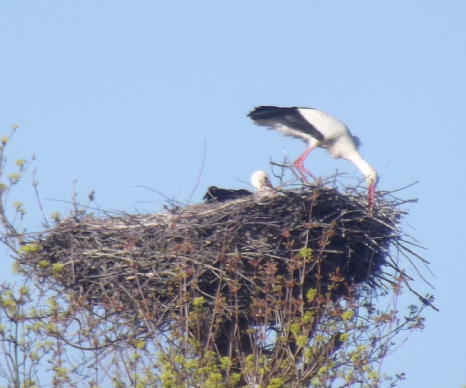 livebirdspoland_da7cb5128bcc78f47a471eb9e9ae3a85.jpg