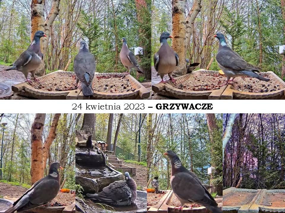 livebirdspoland_e5dd76c99dfc365d007313bc163fac20.jpg