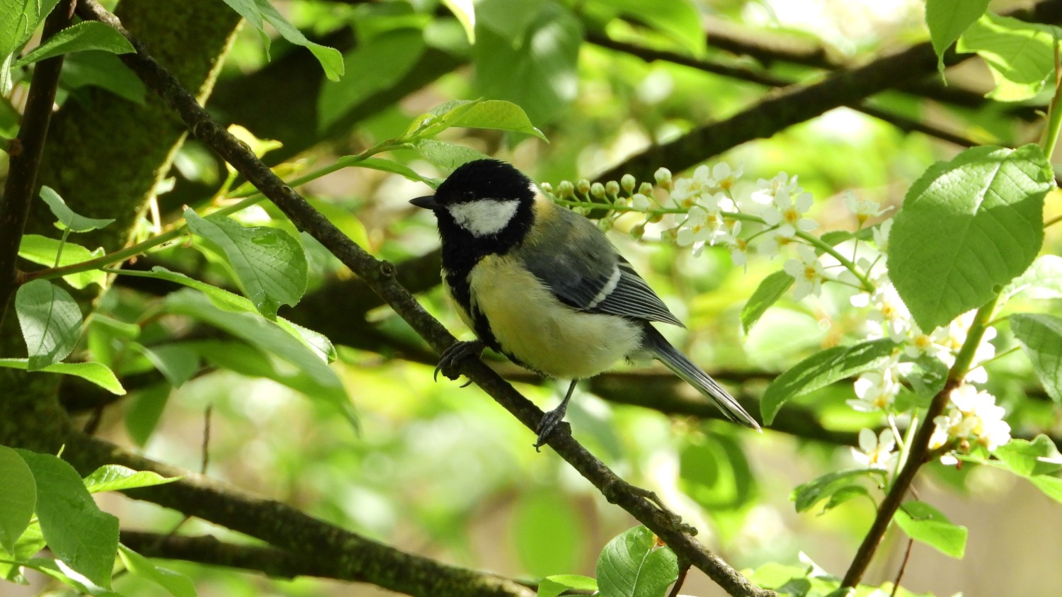 livebirdspoland_848f6eaae8ff547f9c05a3ba34ee7ea4.jpg