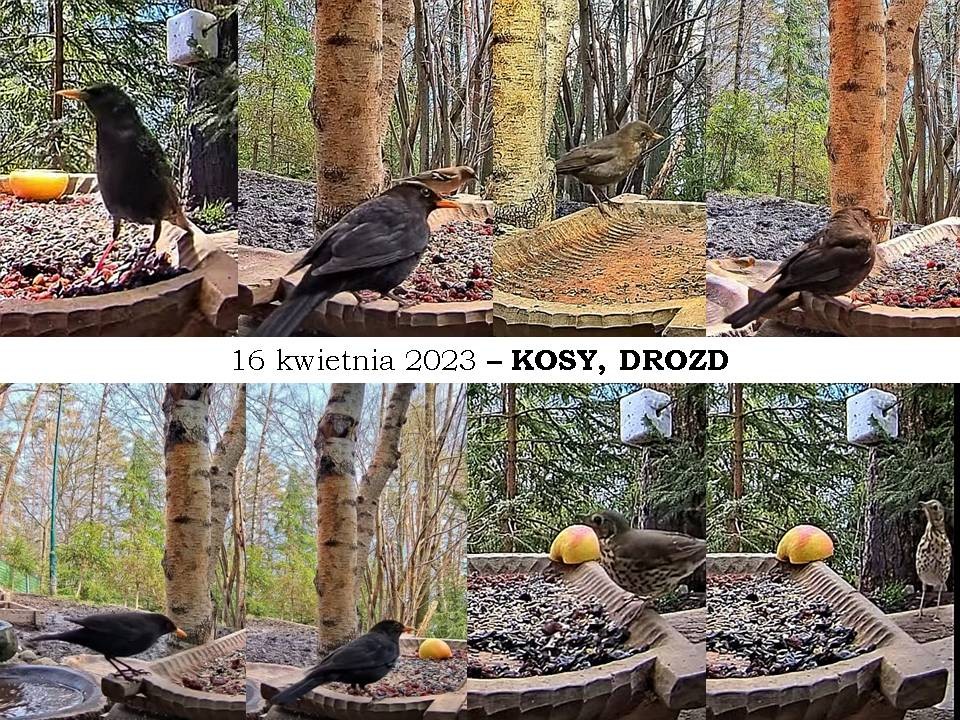 livebirdspoland_17ac917d835807afdef4d14baf242d37.jpg