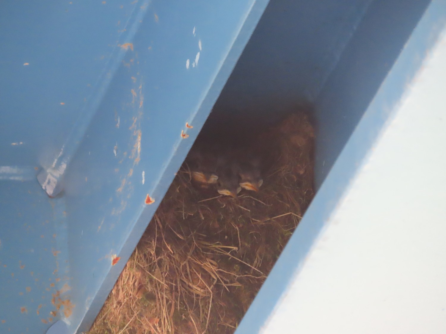 livebirdspoland_a73aec3af5dd15905e563ea0fff65360.jpg