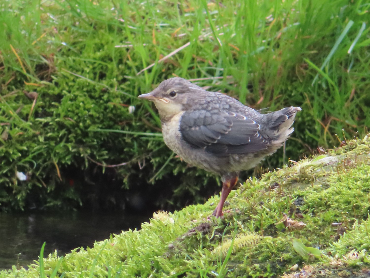 livebirdspoland_75a93e898be0e3346c26ee58a721ae17.jpg