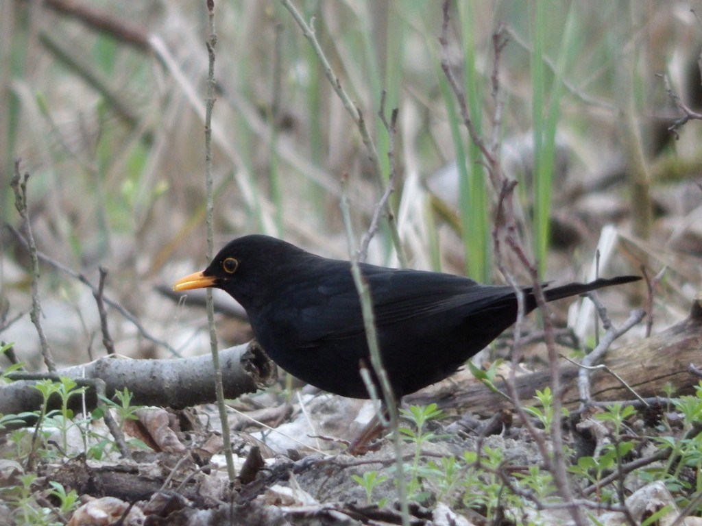 livebirdspoland_8cff6db754b7b22987ccba6fbca5637a.jpg