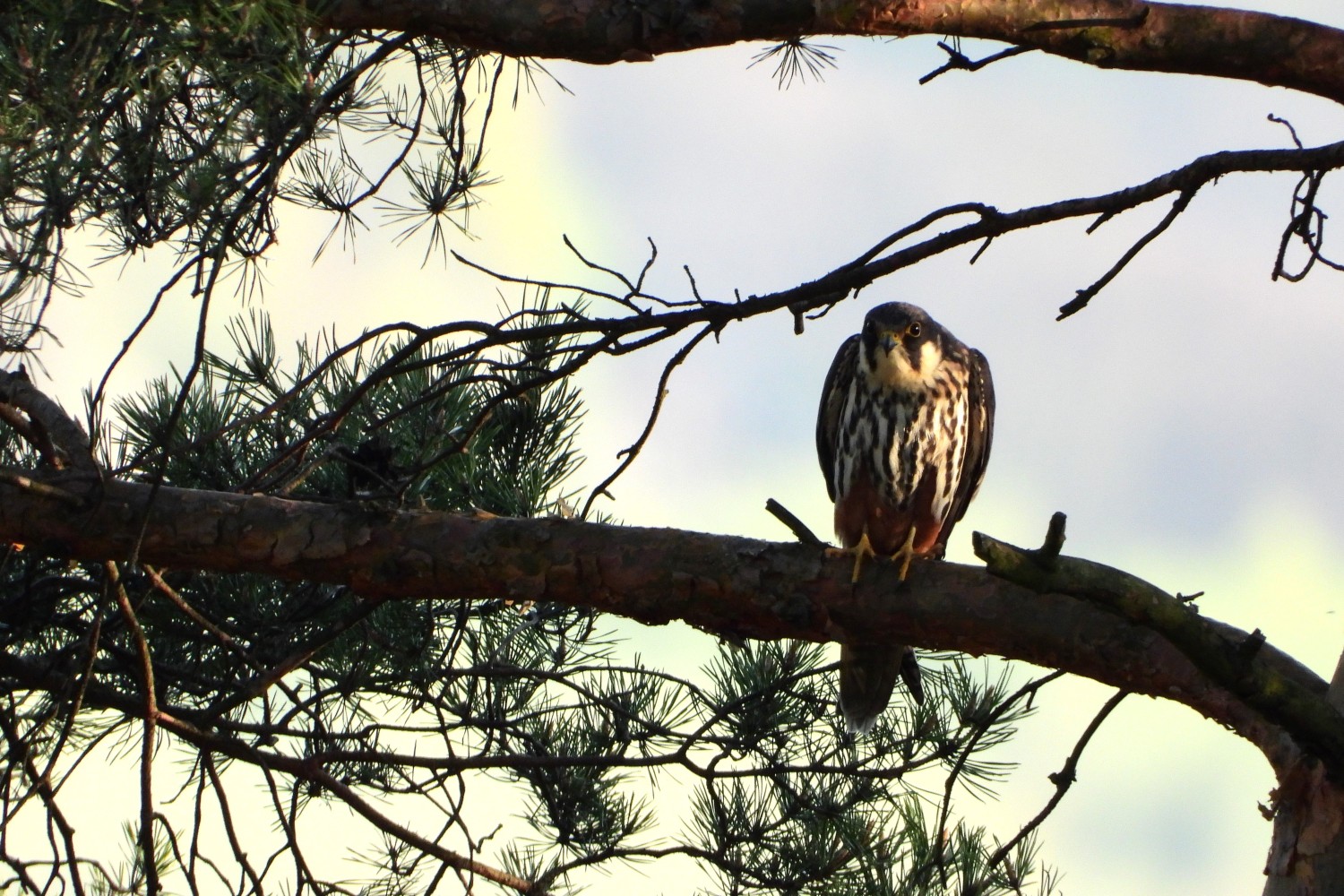 livebirdspoland_87fcb42acb98ef945385515a47b9a6f2.jpg