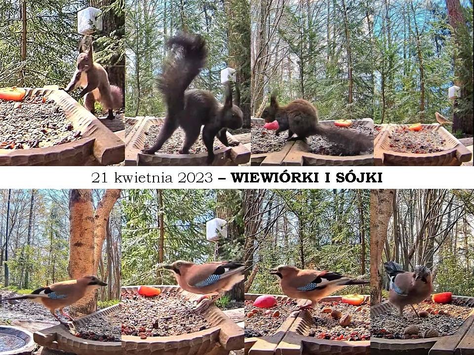 livebirdspoland_5b23041ac9fa22ec8db5bcbc7153030f.jpg