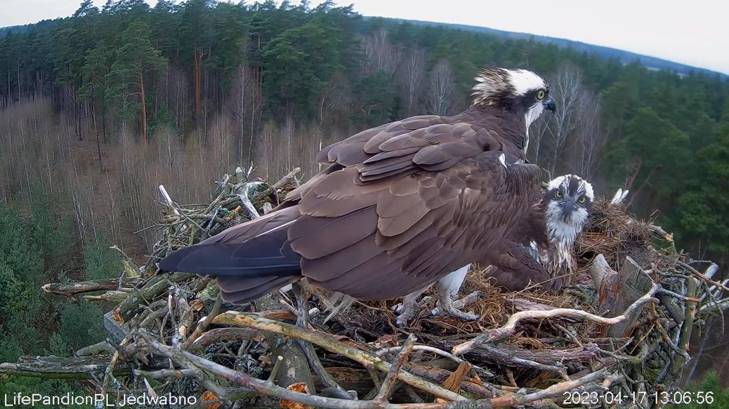 livebirdspoland_c3d7744dccd3801cbbb8e3683ddecf8c.jpg