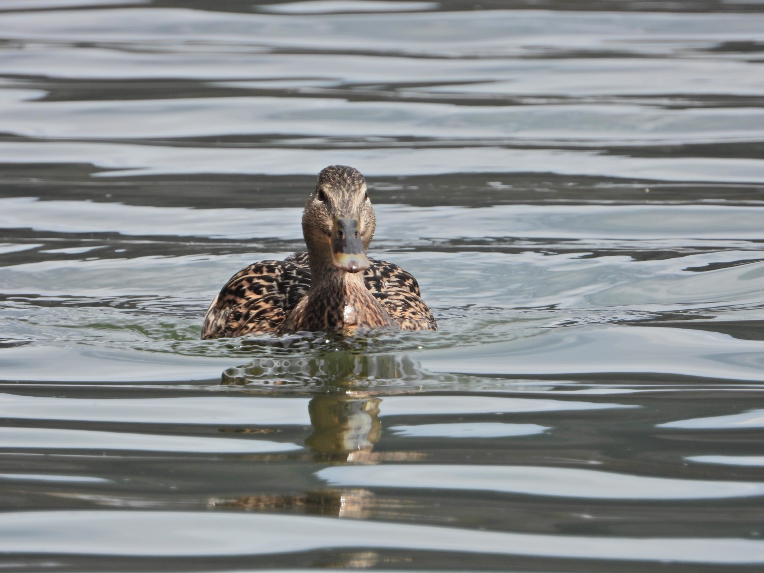 livebirdspoland_345a4a4a2009c57e065698b2994319d8.jpg