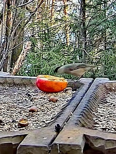 livebirdspoland_81a6bb3dd8dcb3e02ceb2519e6c397c1.jpg