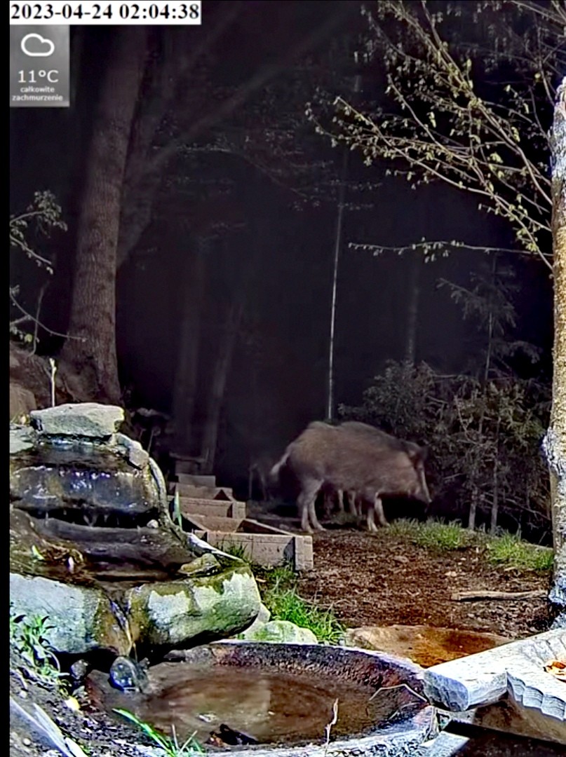 livebirdspoland_b85ebd03bf6313517cc9202239ad63be.jpg