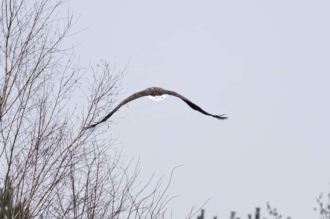 livebirdspoland_bad0c0a1875711e1219a0d37ffa59c5a.jpg