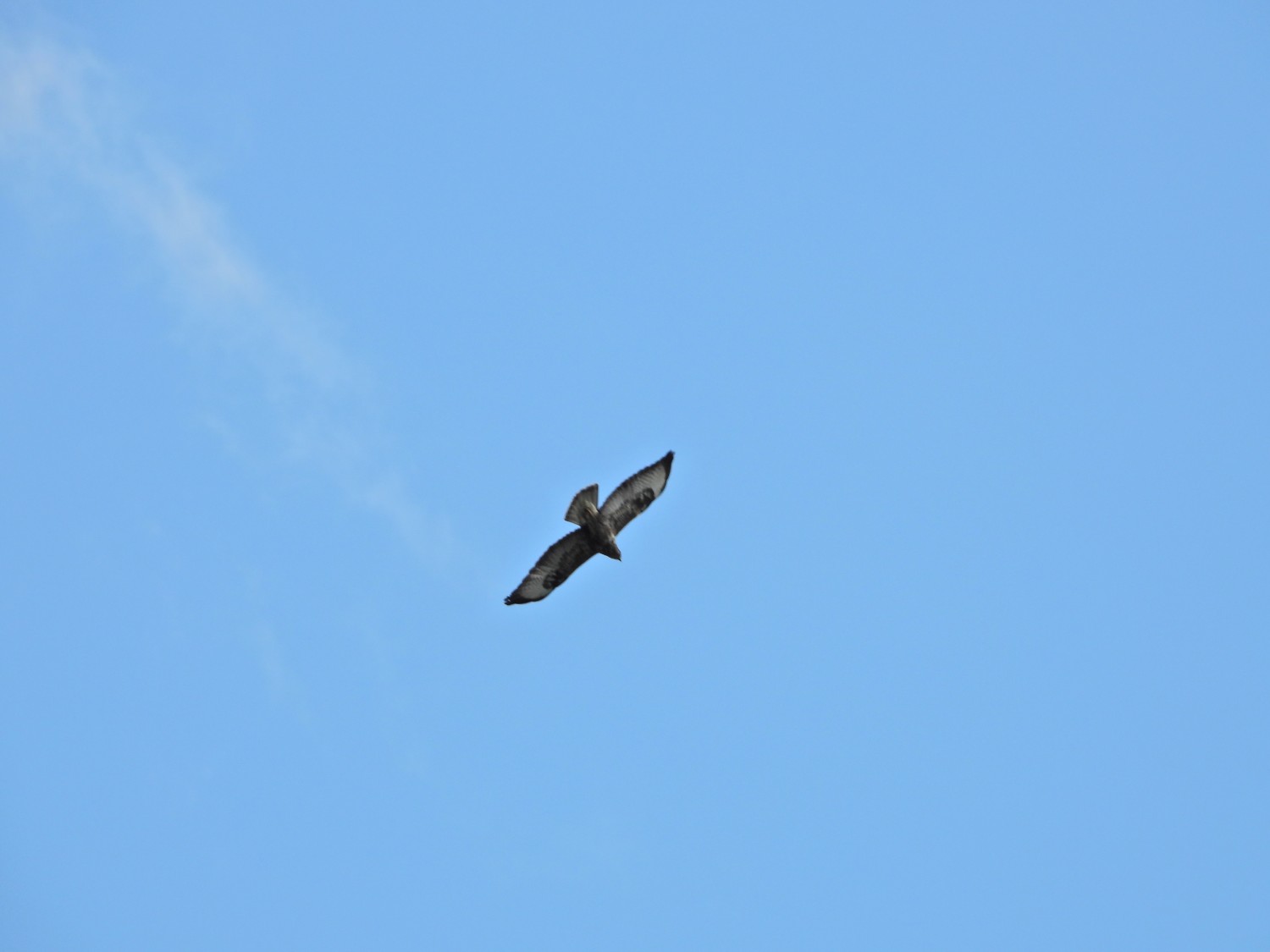 livebirdspoland_4a3a181972443f0c4067ef6122ff41d5.jpg