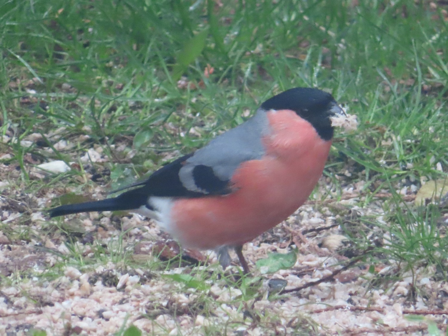 livebirdspoland_3cc407aea0da3a8ebceb717777557b35.jpg