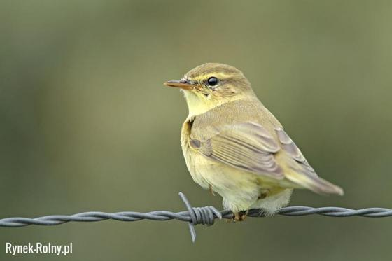 livebirdspoland_0af0ac4e033668fe5402c98c06cc29e8.png