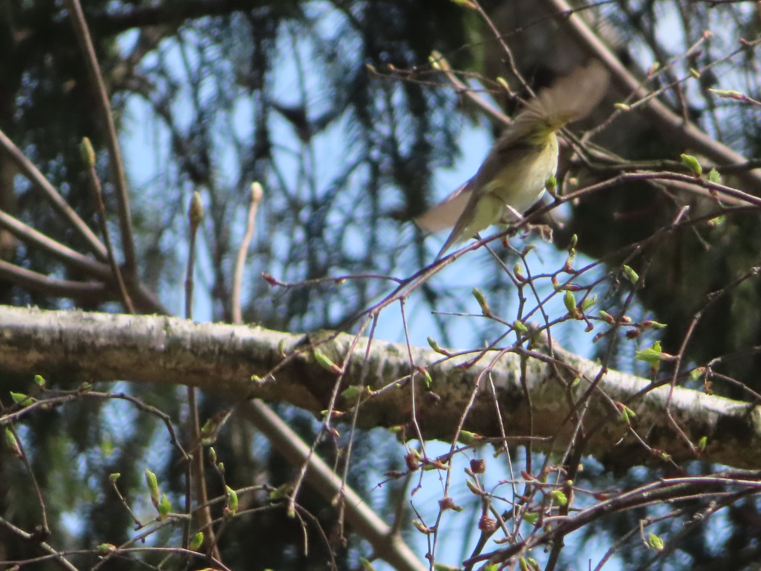 livebirdspoland_0b76415d3b1d179bce9c842d83bb757c.jpg