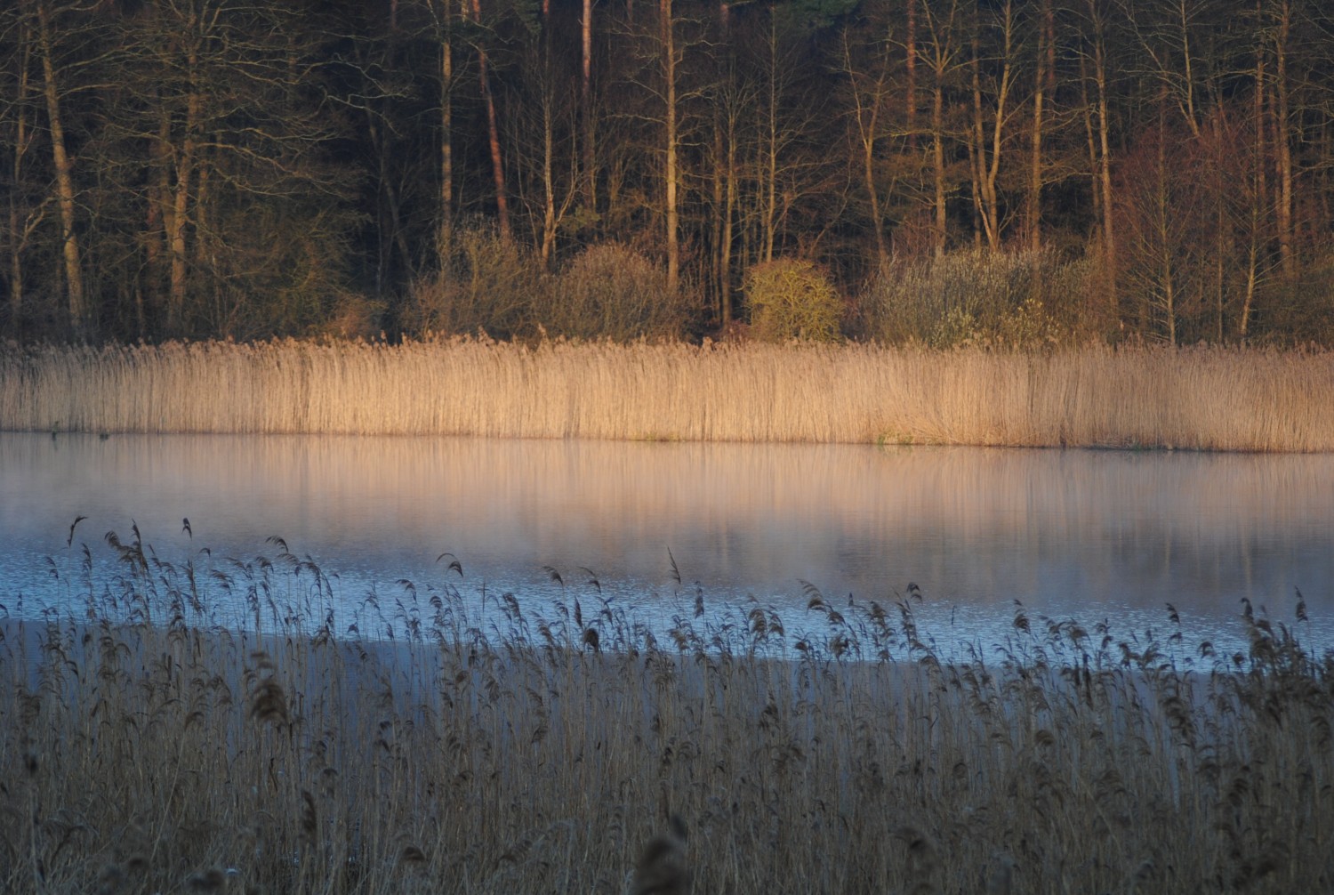 livebirdspoland_68c316d64f83fd94f4cfbac170460b42.jpg