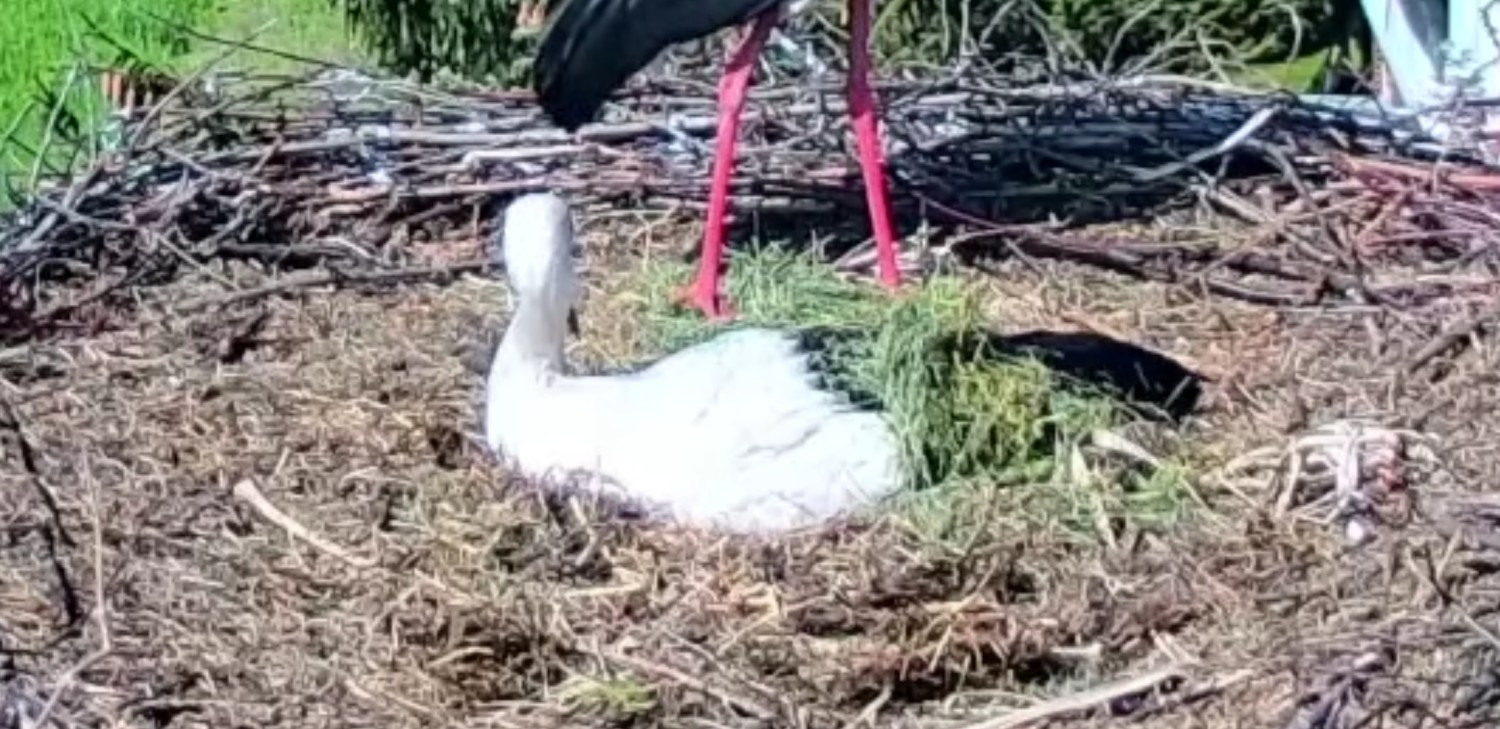 livebirdspoland_98a124cc8a6497351698d9482b23147b.jpg
