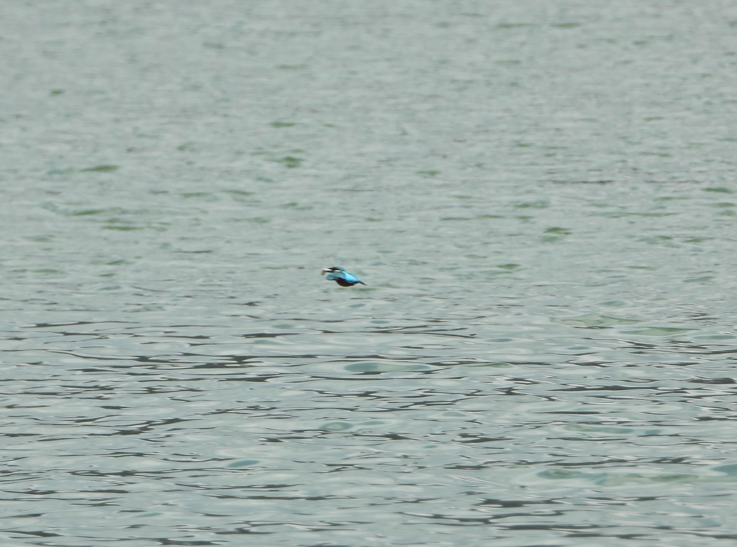 livebirdspoland_d7a7b1c31418e6fb59f6b5457e8a277e.jpg