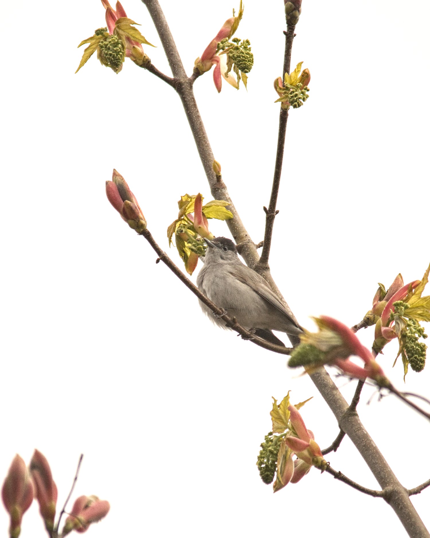 livebirdspoland_311dd1c299a0bdcb42544e80e89b863f.jpg