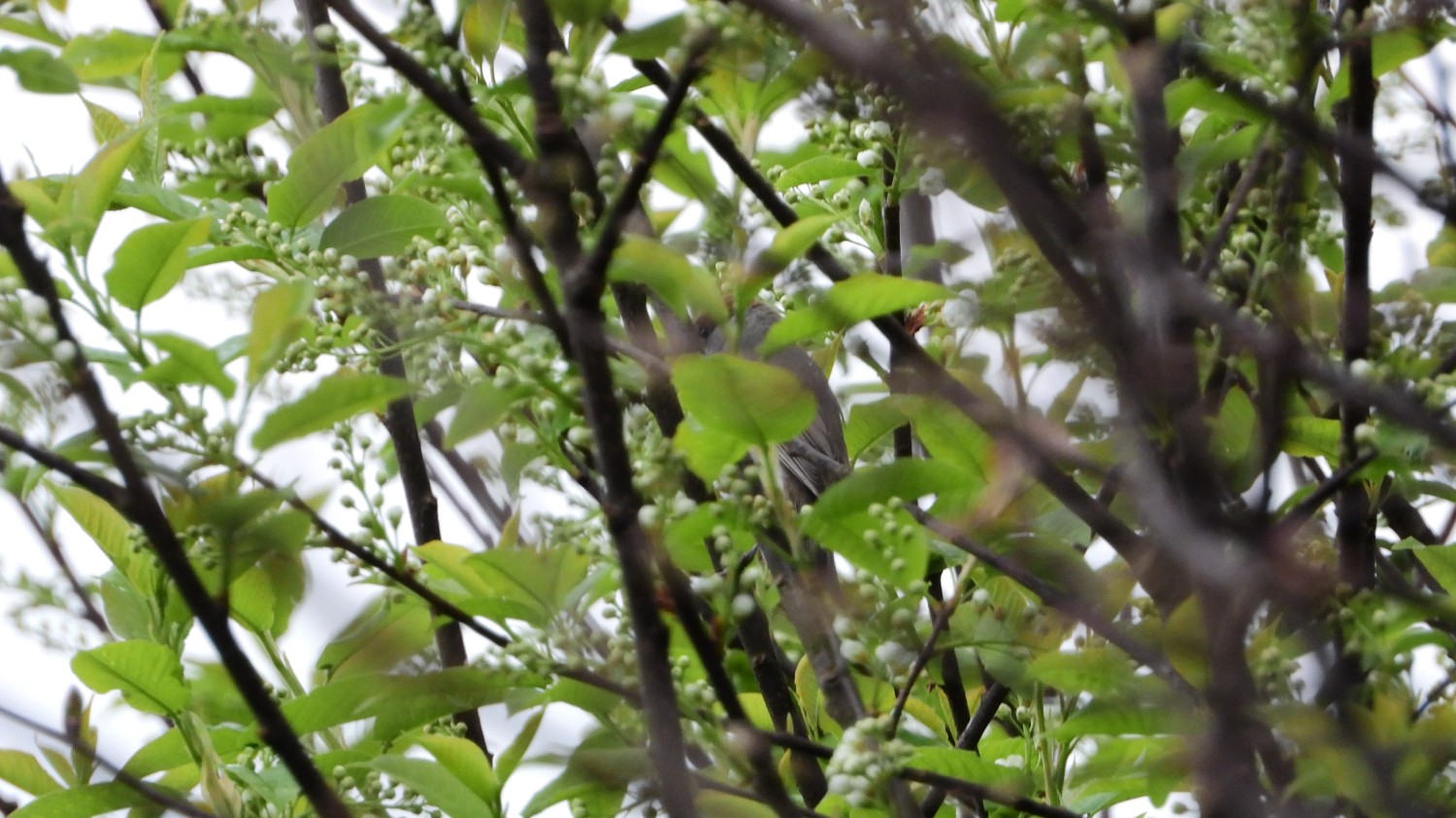 livebirdspoland_b442f9721d9687967b37bddcef610b41.jpg