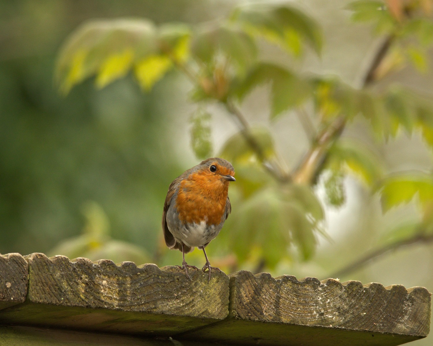 livebirdspoland_19dcb80302c0a452388bd6b42f145b6a.jpg