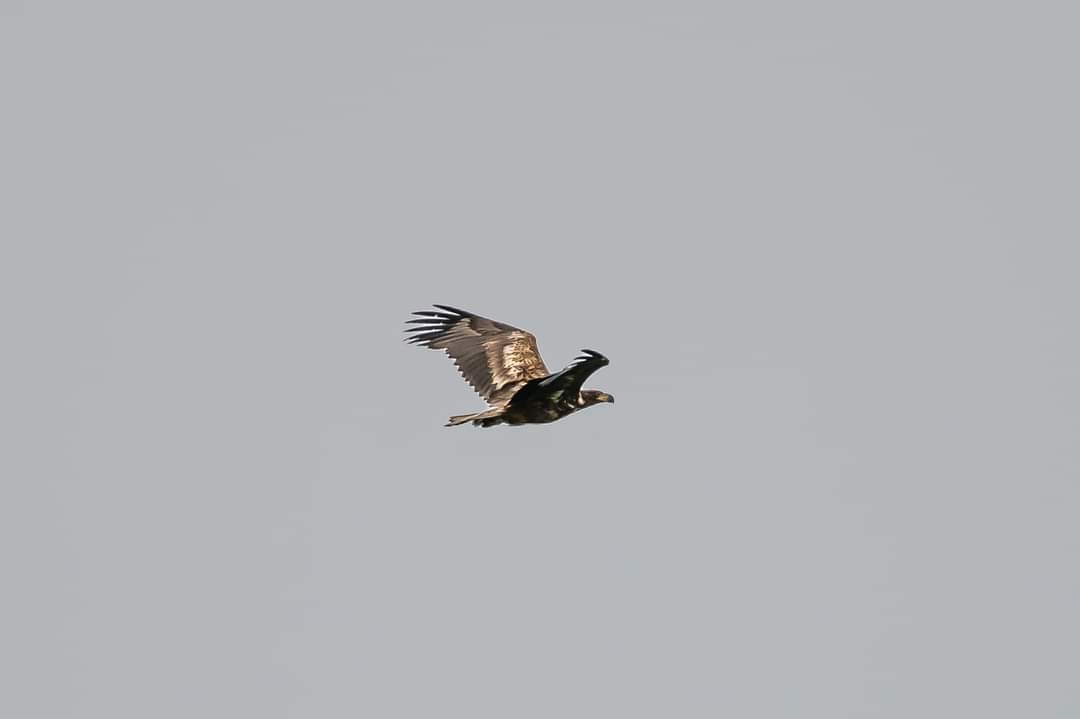livebirdspoland_10ecf0ada2cecef4eeb4f9b663c7b828.jpg
