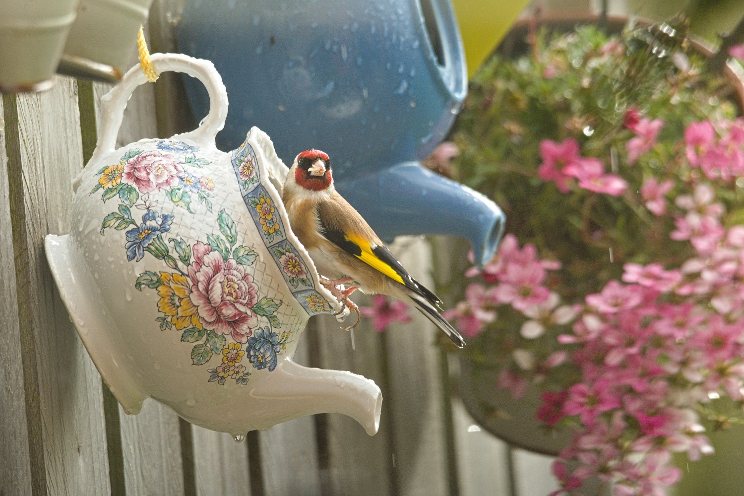 livebirdspoland_4fbcc4654d9e3bb863c7e6740b946afa (1).jpg