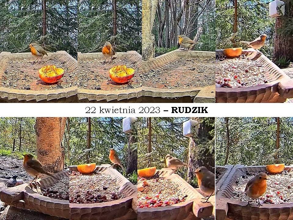 livebirdspoland_dcec52d0ec2fa990e909b646e0dcbe54.jpg