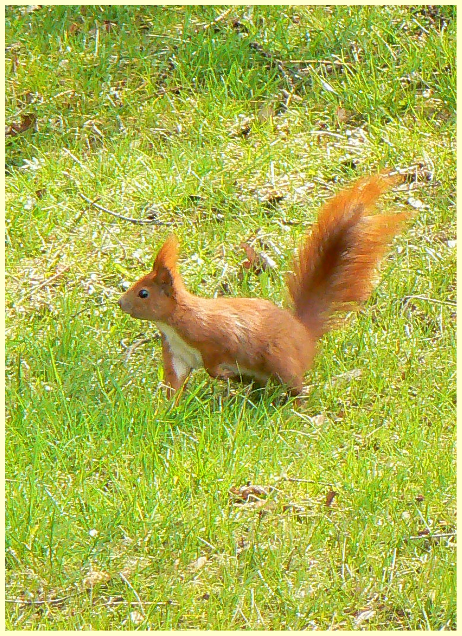 livebirdspoland_a245af93879edb47b3c95f57153d20d4.jpg