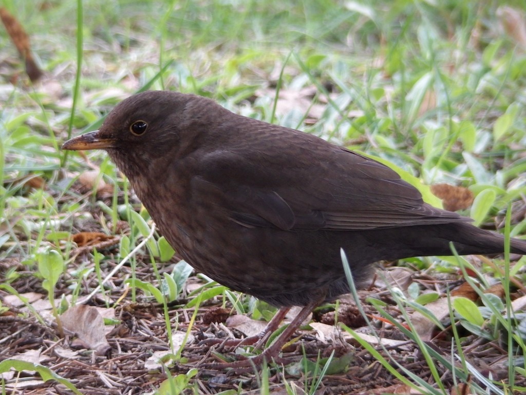livebirdspoland_fc059686ded2cbf6e8e01185d64d24b4.jpg