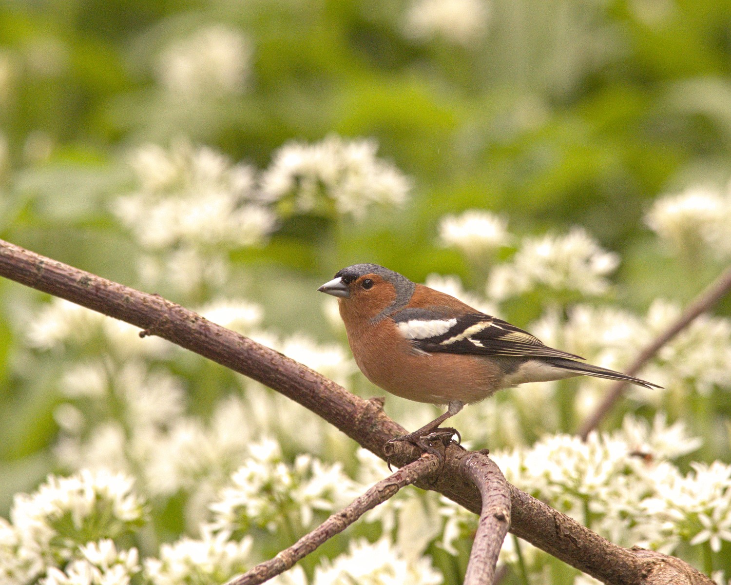 livebirdspoland_ca842d20cef9b6b5ce1e0361904cc8a3.jpg