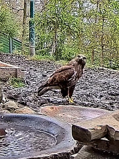 livebirdspoland_47f0448ed484c2322145c406fcbb7838.jpg