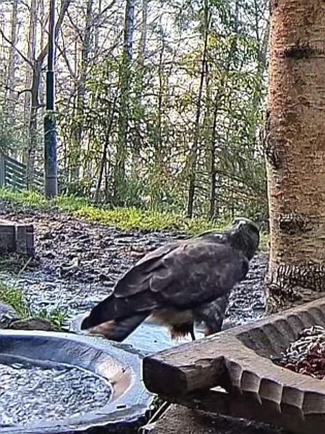 livebirdspoland_c83fa81fa334fc9a1d3c8a7cc1642680.jpg