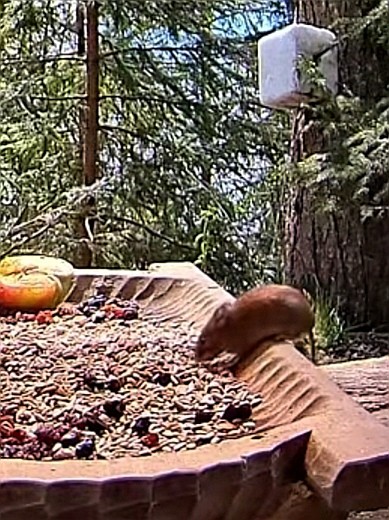 livebirdspoland_06ed8fa05a38c441ff1dba2b148de8c0.jpg