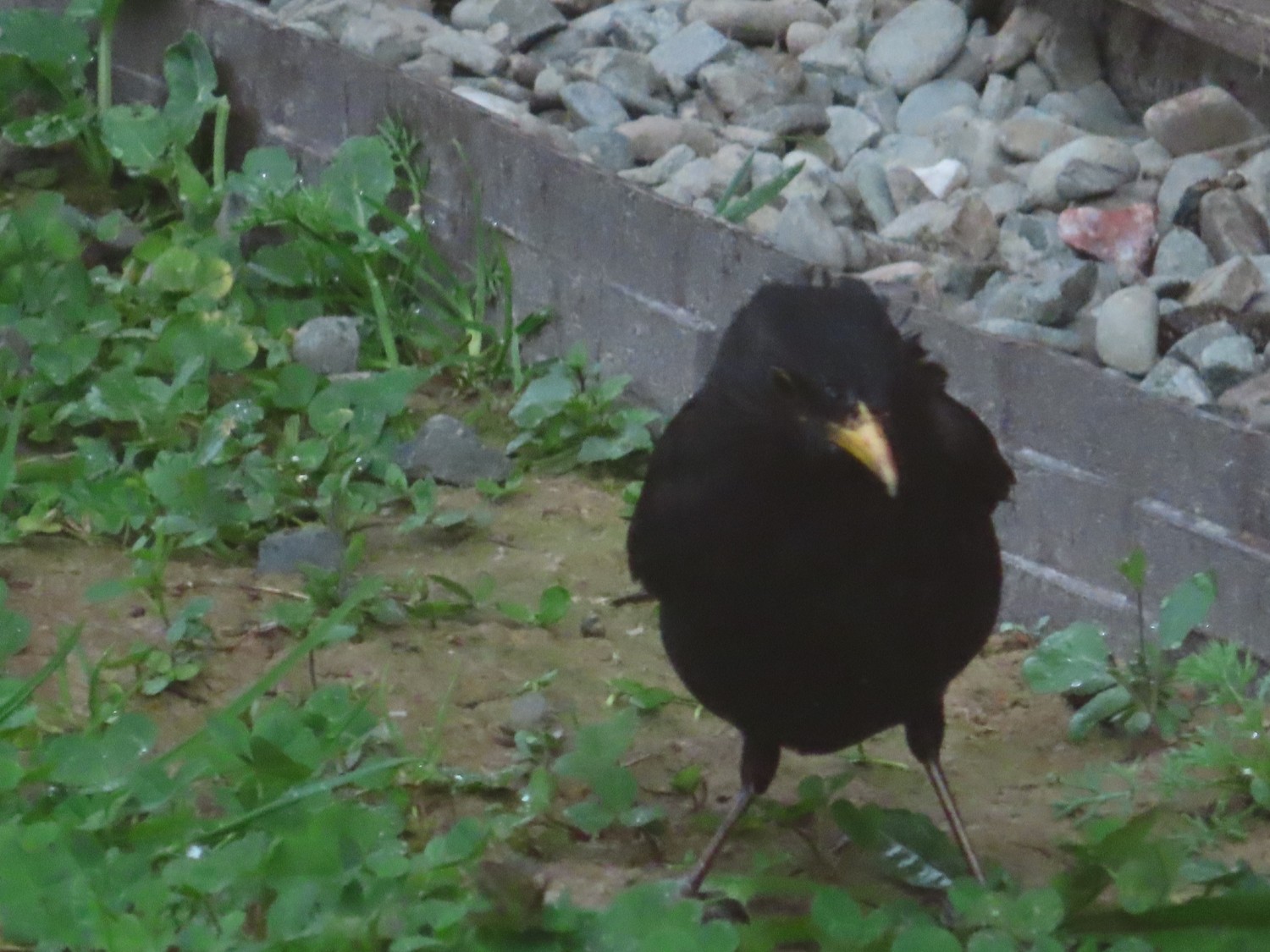 livebirdspoland_66e94aae307b6c6edfe2f163e01e6103.jpg