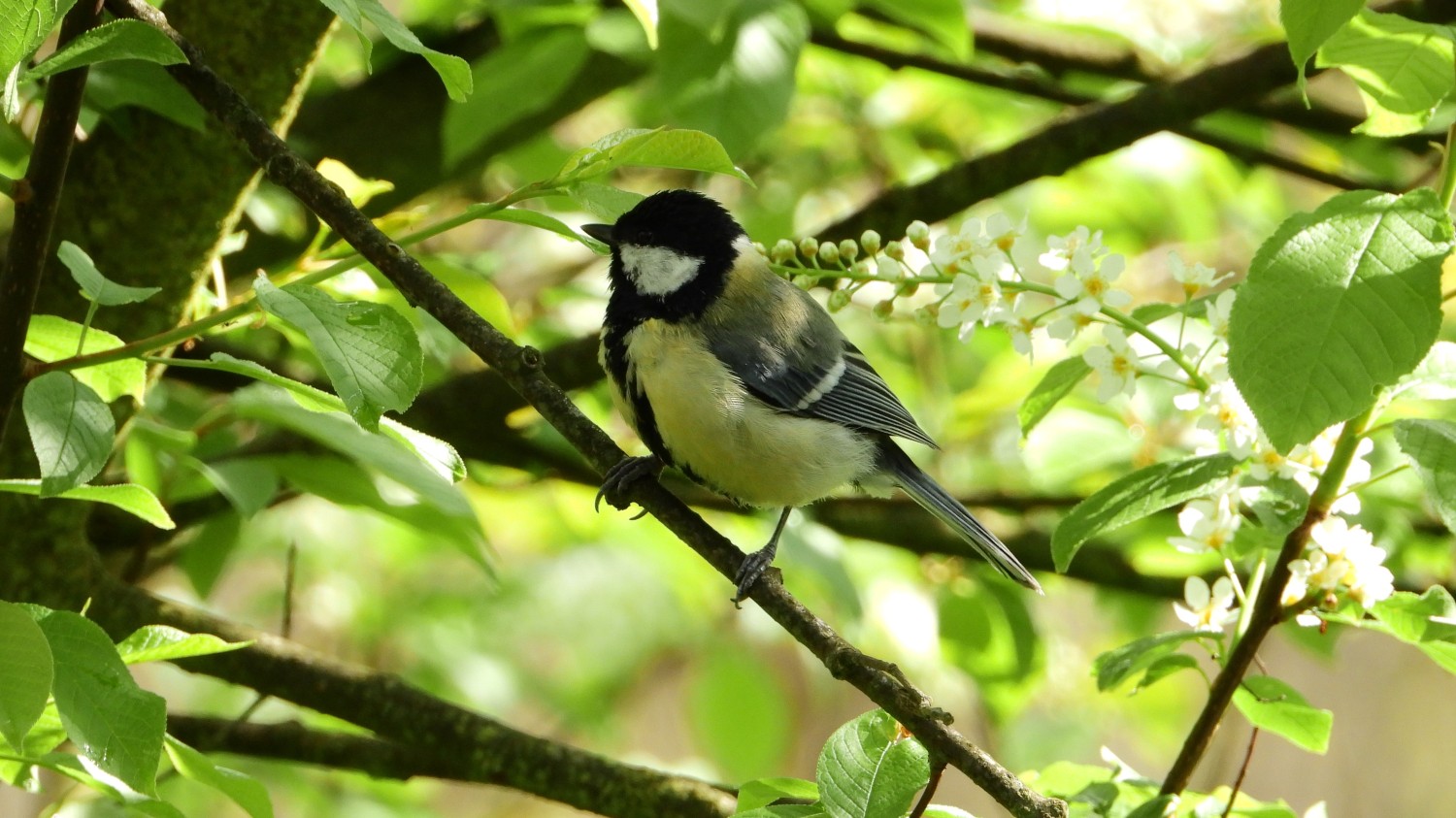 livebirdspoland_784b8e2ffed137937484855ced635a77.jpg
