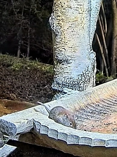 livebirdspoland_e3b8684758ac9a8174ca730389594676.jpg