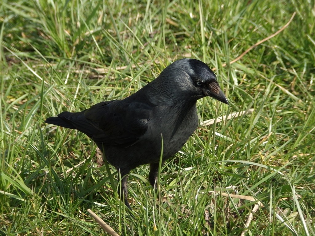livebirdspoland_e944a3ee3a101f453a312cd875885b93.jpg