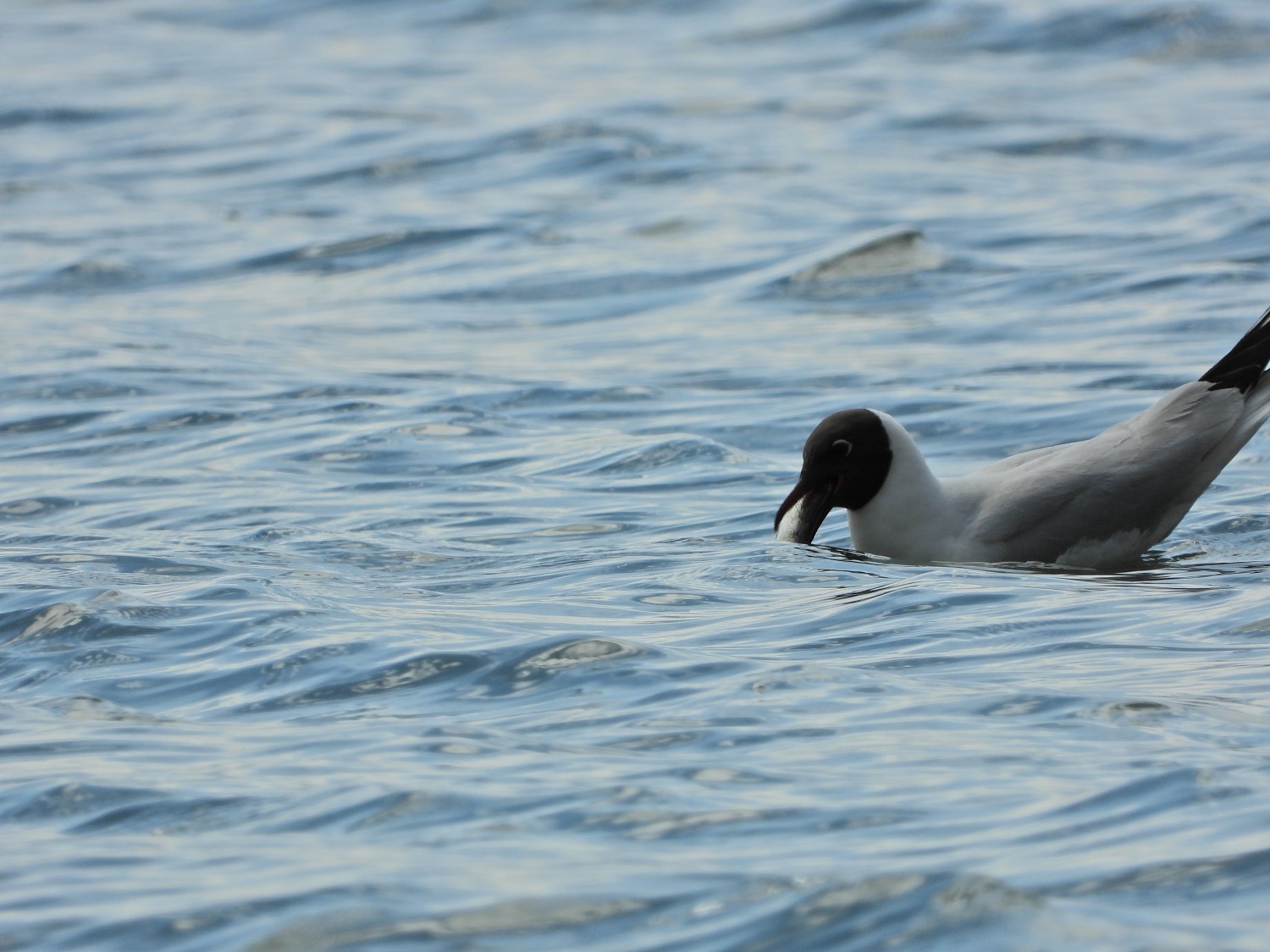 livebirdspoland_8bd05ecbe41702ba6775187ce0c0648b.jpg