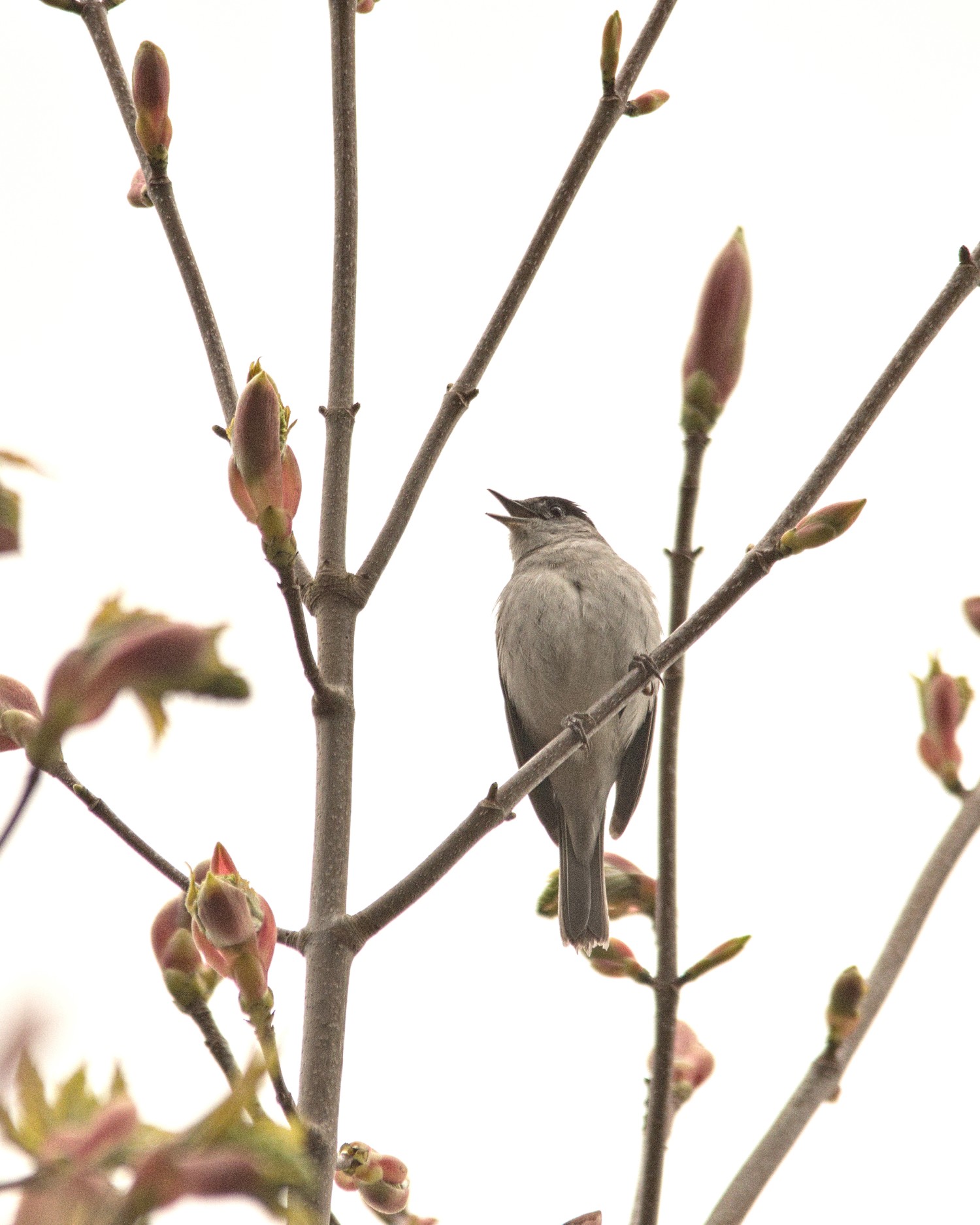 livebirdspoland_fd917d23bf2d961a88856ab5e7a911b1.jpg