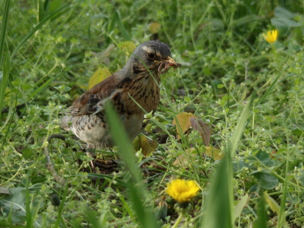 livebirdspoland_cbeae16141aa6a837dbdc847f368f3a3.jpg