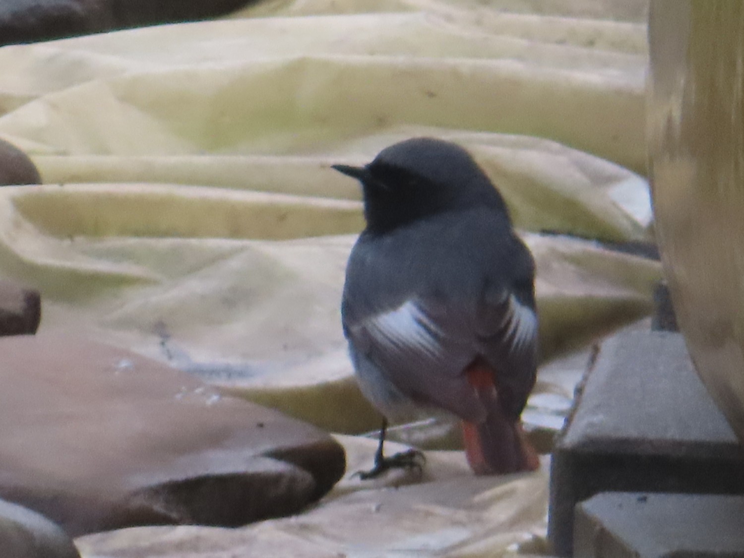 livebirdspoland_d2d843e0d0ad12cd0f86ea0e33c3a007.jpg