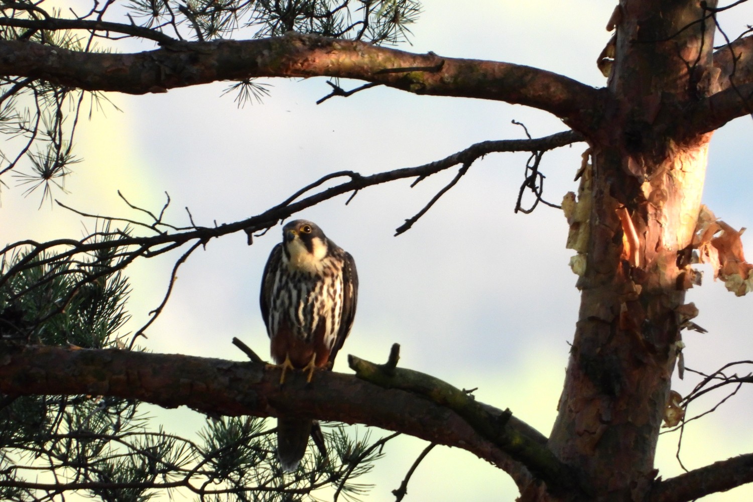 livebirdspoland_e600b5e1c219911e3a4f428bcbdbeec8.jpg