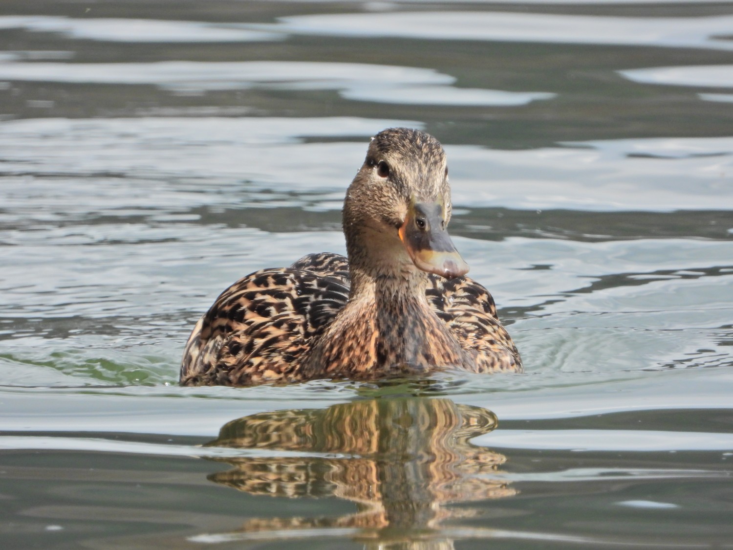 livebirdspoland_6e12b50988be9ed0bd3c616e1ea9367f.jpg