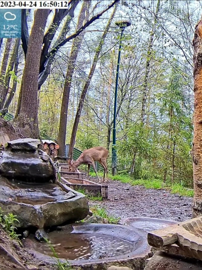 livebirdspoland_ec44197f9d56ea1e3d5bf3a83fc49529.jpg