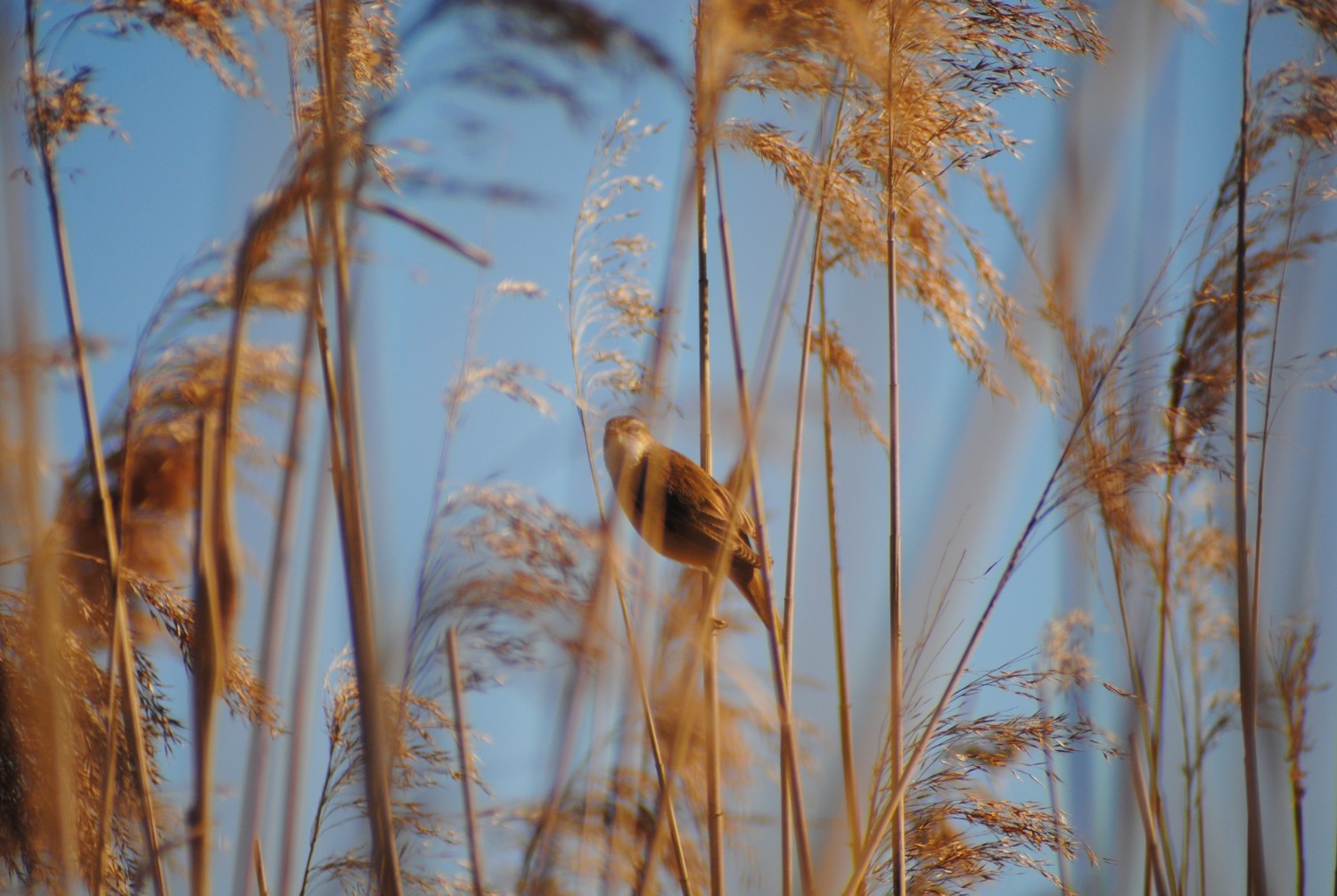 livebirdspoland_ab232be795a1c22b0751056f422fea61.jpg