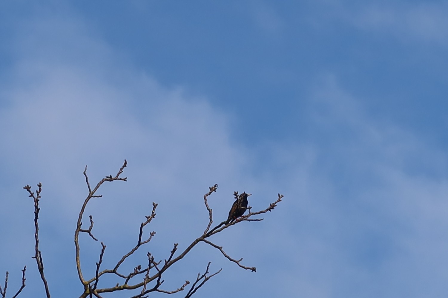 livebirdspoland_18adb1f5eca12c6e8a28b244a001b84e.jpg