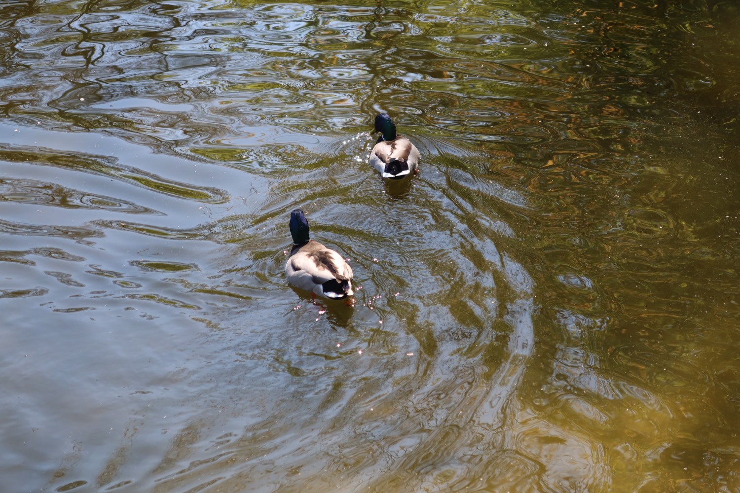 livebirdspoland_147819e4bce08b8b7bb51a15557c3082.jpg